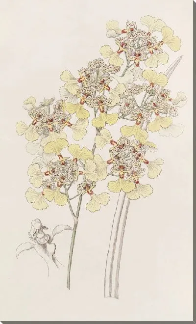 Картина Онцидиум с разрезанными губами (1815-1819)