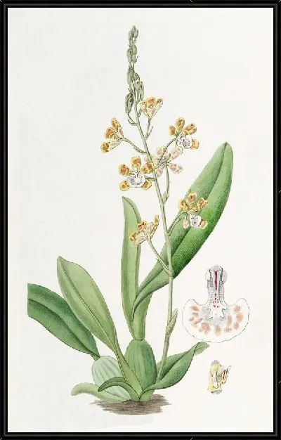Картина Онцидиум серповидногубый (1815-1819)