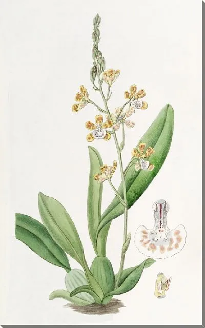 Картина Онцидиум серповидногубый (1815-1819)