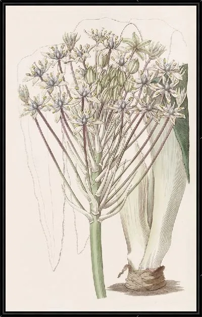 Картина Перуанский лук с тусклыми цветками (1815-1819)