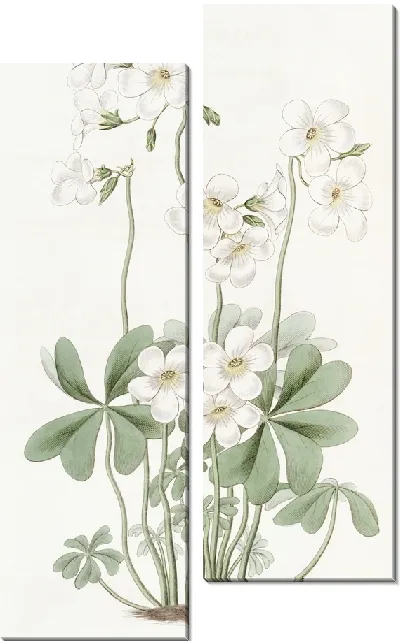 Картина Расходящийся щавель (1815-1819)