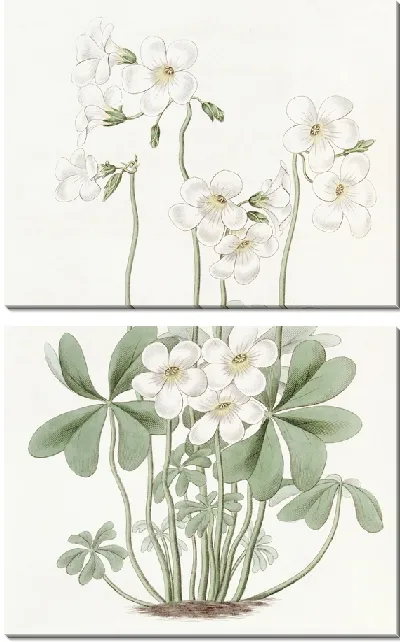 Картина Расходящийся щавель (1815-1819)