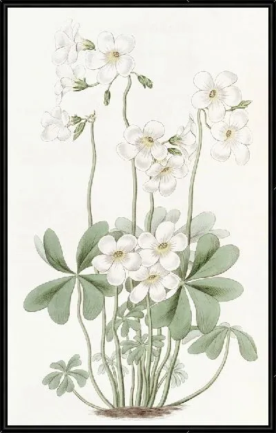 Картина Расходящийся щавель (1815-1819)