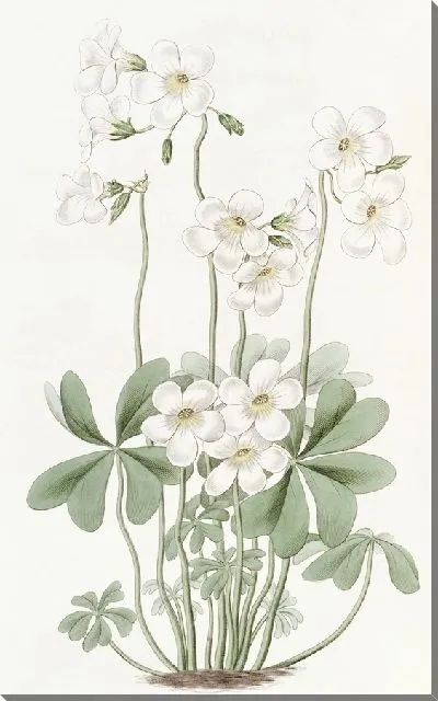 Картина Расходящийся щавель (1815-1819)