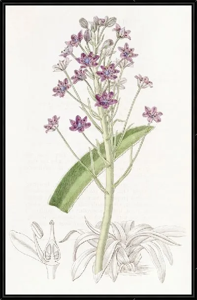 Картина Салат Купани (1815-1819)