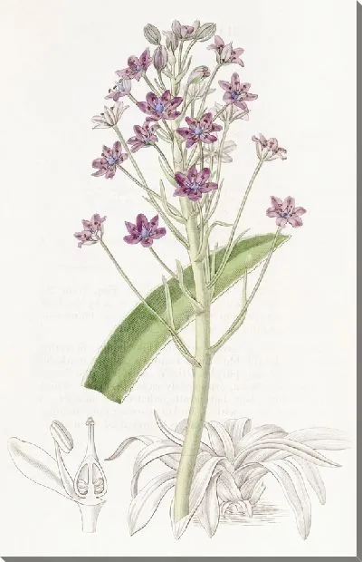 Картина Салат Купани (1815-1819)