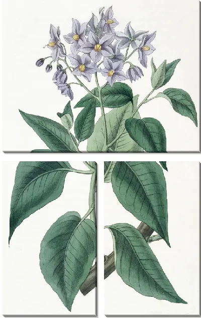 Картина Соланум гофрированный (1815-1819)