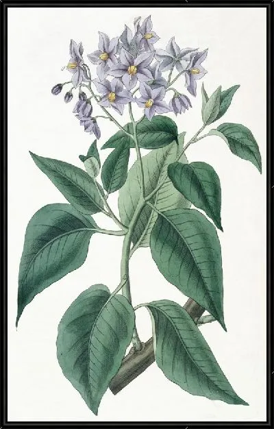 Картина Соланум гофрированный (1815-1819)