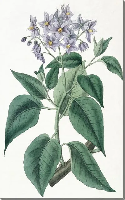 Картина Соланум гофрированный (1815-1819)