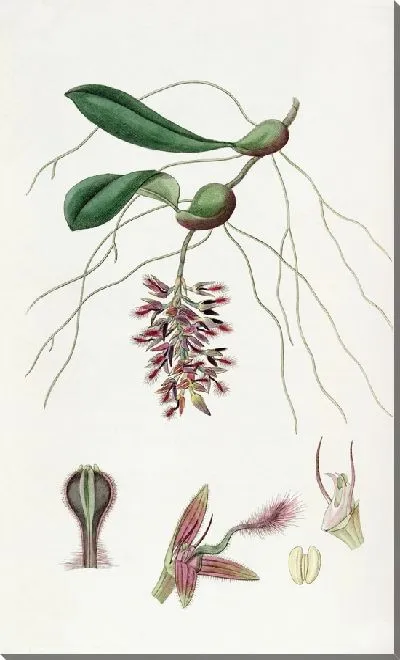 Картина Танцующий Болбофиллум (1815-1819)