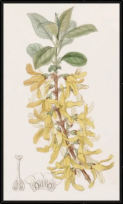 Картина Темно-зеленая Форзиция (1815-1819)