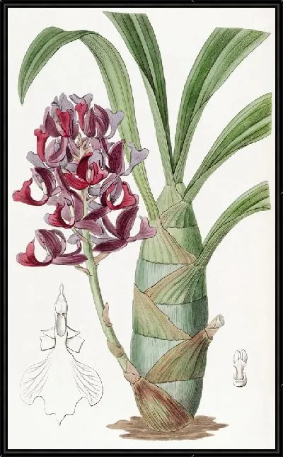 Картина Темно-фиолетовые мормоды (1815-1819)