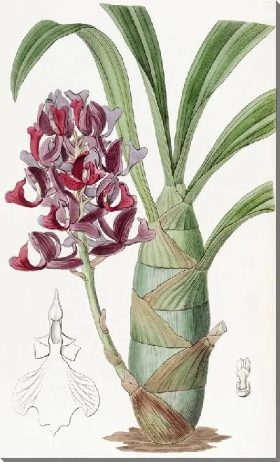 Картина Темно-фиолетовые мормоды (1815-1819)