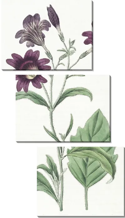 Картина Темно-фиолетовый Salpiglossis (1815-1819)