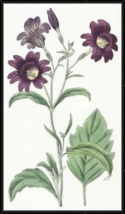 Картина Темно-фиолетовый Salpiglossis (1815-1819)