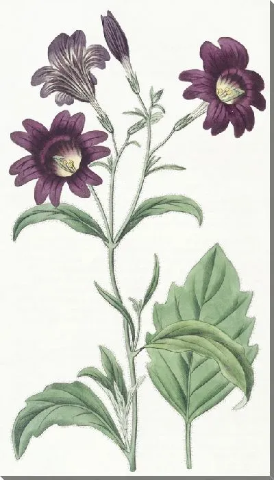 Картина Темно-фиолетовый Salpiglossis (1815-1819)