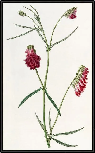 Картина Темно-фиолетовый Оробус (1815-1819)