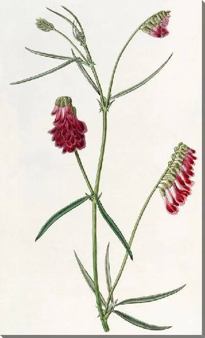 Картина Темно-фиолетовый Оробус (1815-1819)