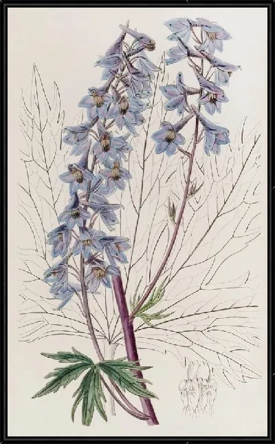 Картина Темно-фиолетовый переменный живокость (1815-1819)