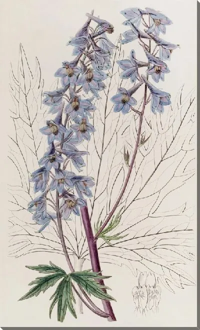 Картина Темно-фиолетовый переменный живокость (1815-1819)