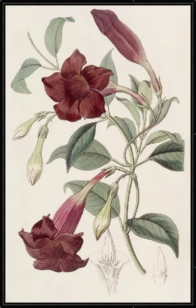 Картина Темно-фиолетовый Эхитес (1815-1819)