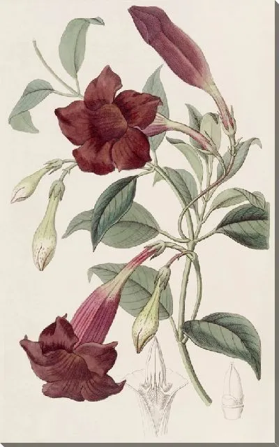 Картина Темно-фиолетовый Эхитес (1815-1819)