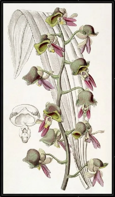 Картина Темный Монах-цветок (1815-1819)