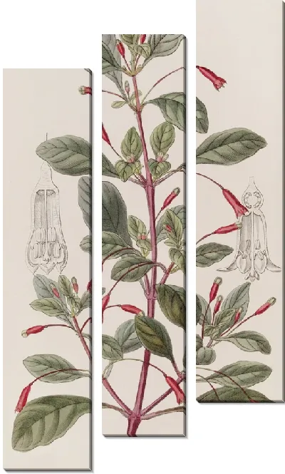 Картина Фуксия с циклоническими цветами (1815-1819)