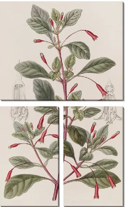 Картина Фуксия с циклоническими цветами (1815-1819)