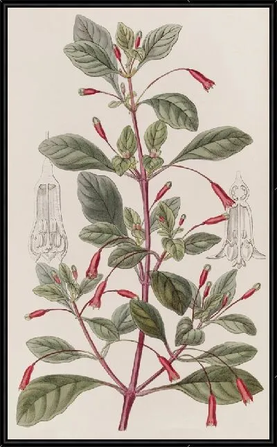 Картина Фуксия с циклоническими цветами (1815-1819)