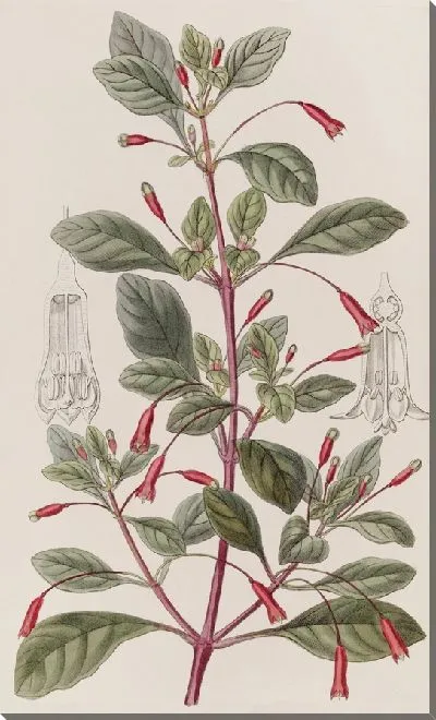 Картина Фуксия с циклоническими цветами (1815-1819)