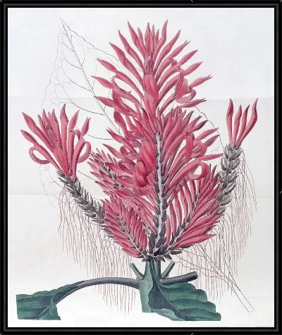 Картина Хохлатая афеландрия (1815-1819)