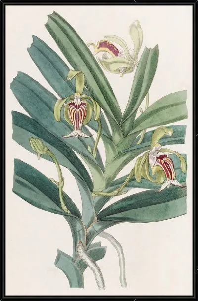 Картина Хохлатая Ванда (1815-1819)