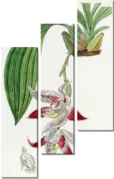 Картина Хохлатая максиллярия (1815-1819)