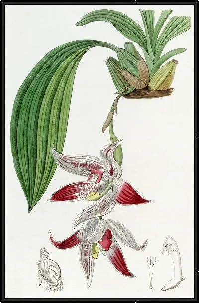 Картина Хохлатая максиллярия (1815-1819)