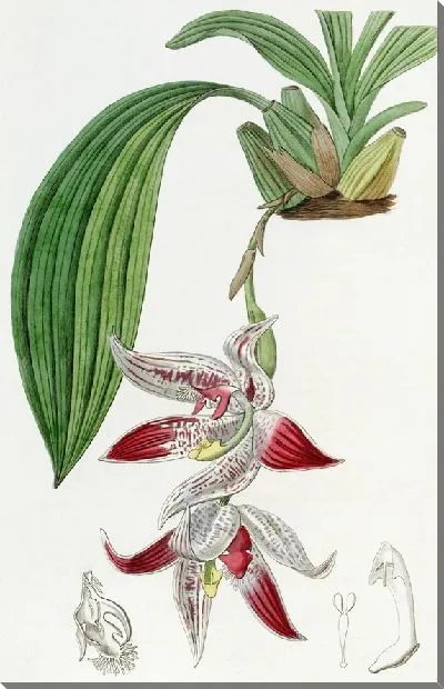 Картина Хохлатая максиллярия (1815-1819)