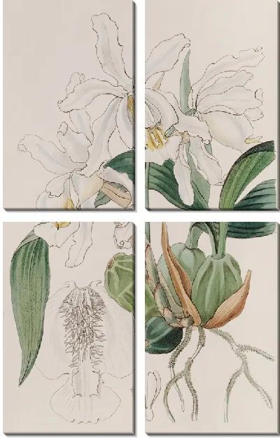 Картина Хохлатая Целогина (1815-1819)