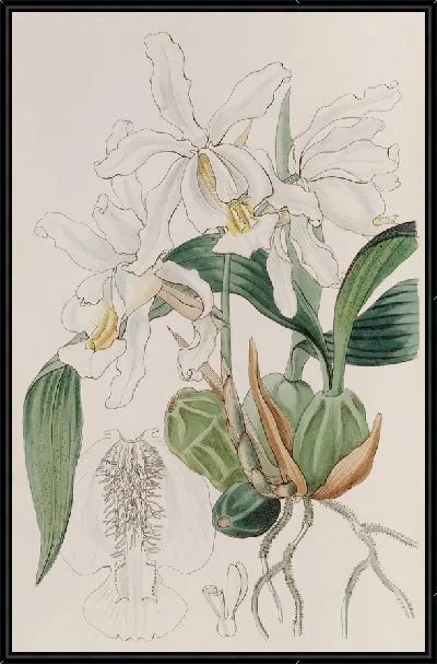 Картина Хохлатая Целогина (1815-1819)