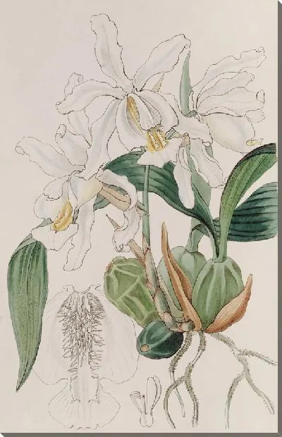 Картина Хохлатая Целогина (1815-1819)