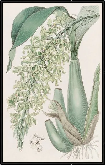 Картина Хрустящая душистая Родригеция (1815-1819)