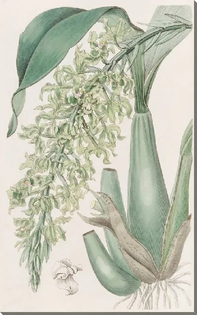 Картина Хрустящая душистая Родригеция (1815-1819)