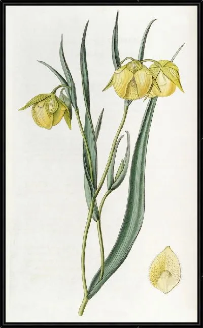 Картина Циклоботра темно-желтая (1815-1819).