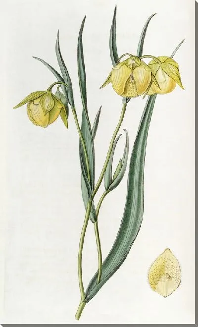 Картина Циклоботра темно-желтая (1815-1819).