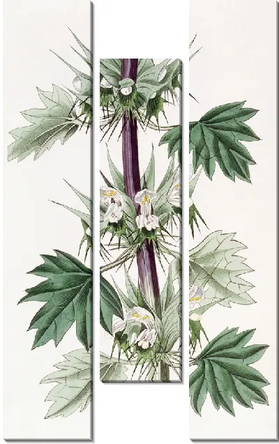Картина Часмония срезаннолистная (1815-1819)