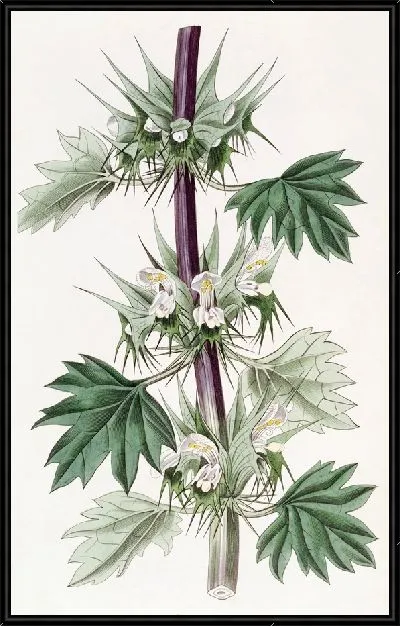 Картина Часмония срезаннолистная (1815-1819)