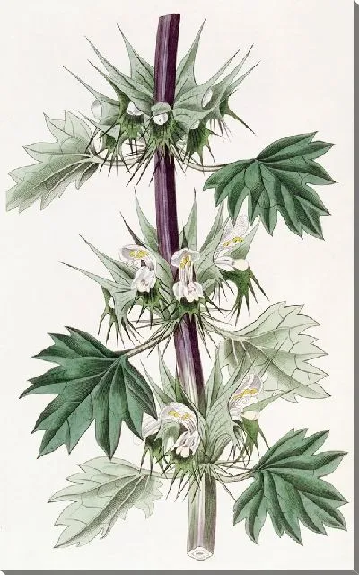 Картина Часмония срезаннолистная (1815-1819)