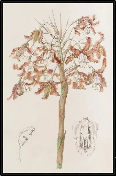 Картина Шомбургкия с хрустящими цветами (1815-1819)