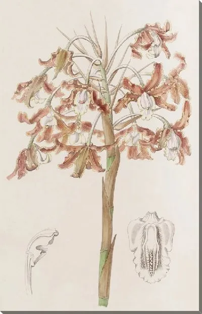 Картина Шомбургкия с хрустящими цветами (1815-1819)