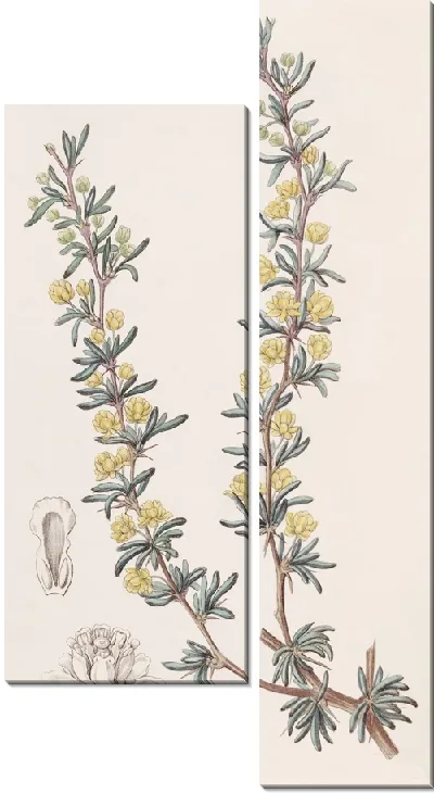 Картина Ягода водоистолистная (1815-1819)