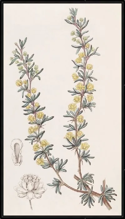 Картина Ягода водоистолистная (1815-1819)